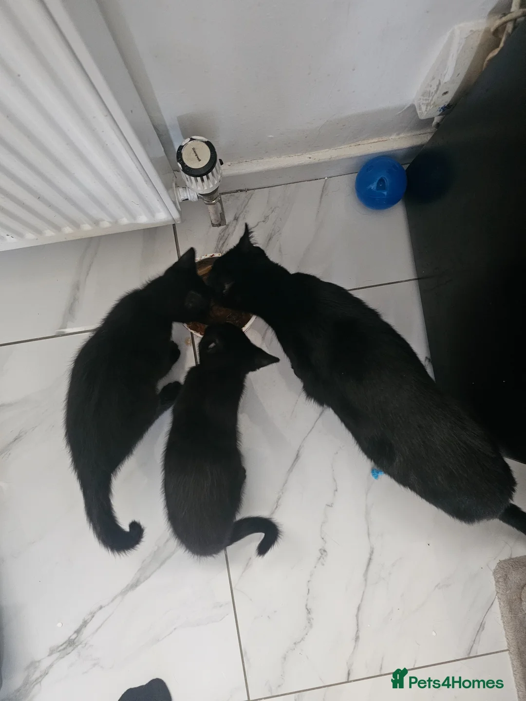 Bombay cats for sale: 2 pure black female kittens  - Advert 1