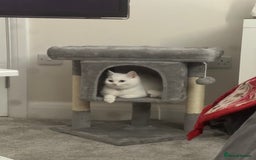 Turkish Angora cats for sale: Coloured eye Turkish angora  - Image 3