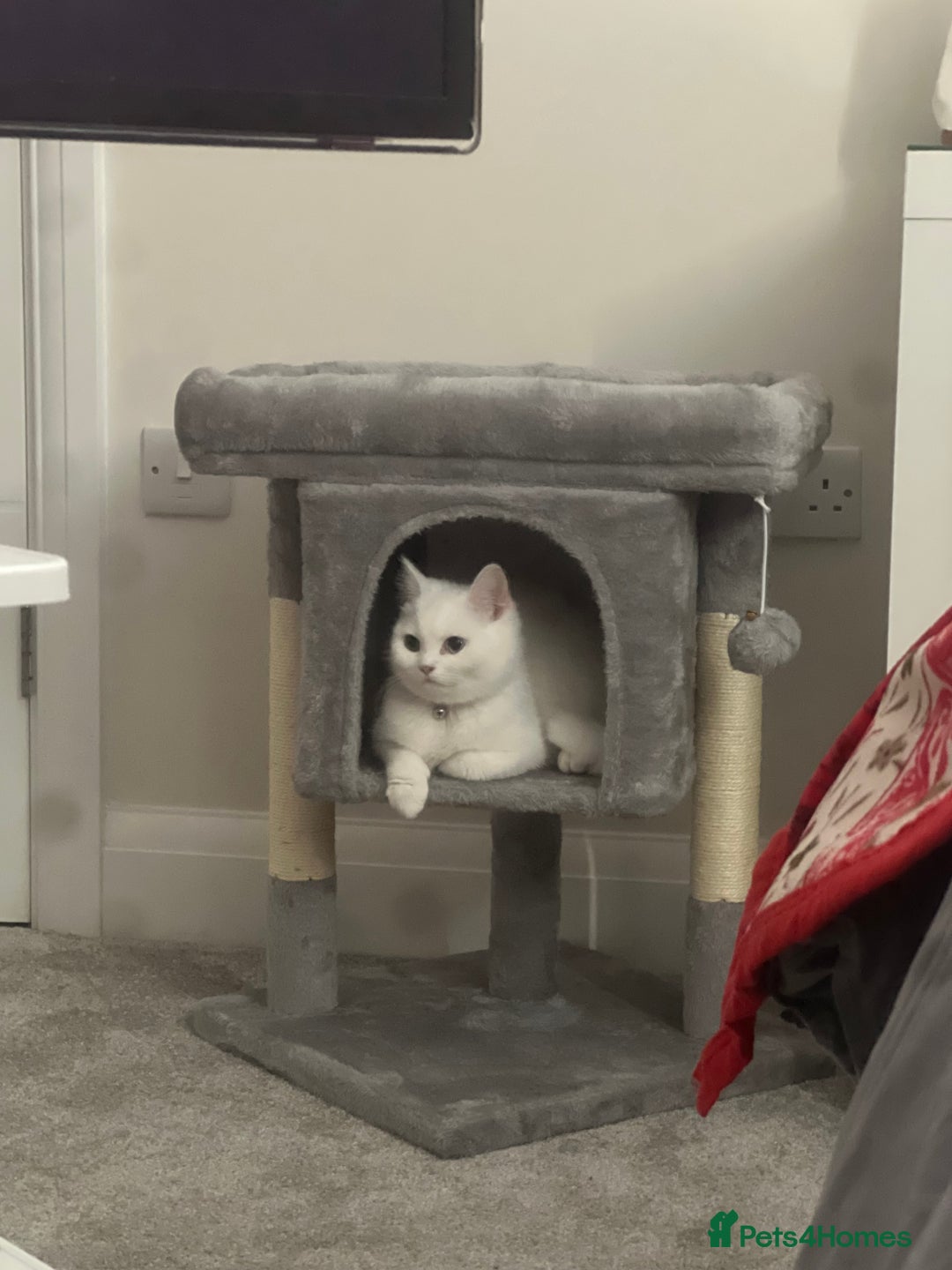 Turkish Angora cats for sale: Coloured eye Turkish angora  - Image 3