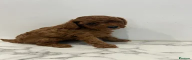 Cavapoo Puppy 1