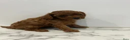 Cavapoo dogs for sale: Health Tested F1b Cavapoos - Advert 24