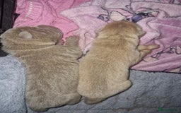 Shar Pei dogs for sale: Male Shar peis - Image 2