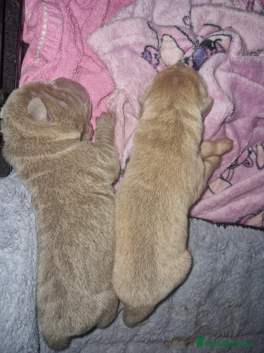 Shar Pei dogs for sale: Male Shar peis - Image 2