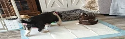 Shih Tzu dogs for sale: Two Beautiful Girls  - Advert 22