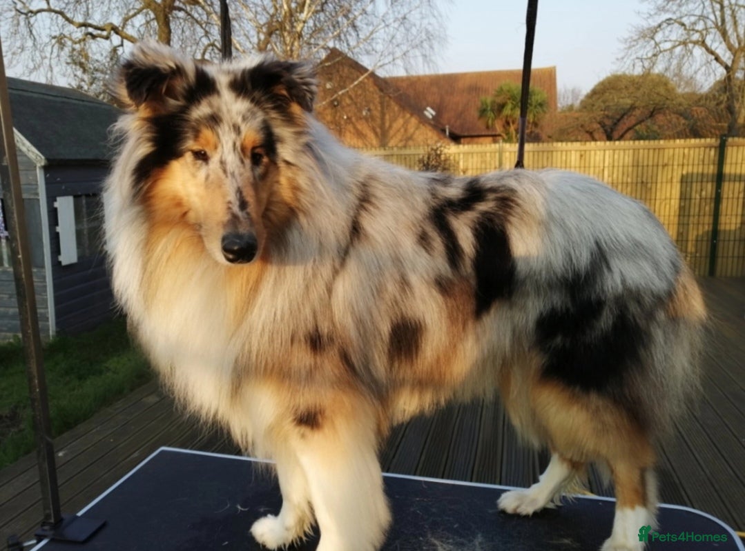 Rough Collie dogs Beautiful rough collie for stud - Advert 4