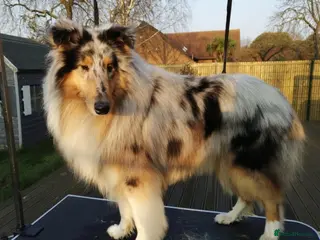 Rough Collie dogs Beautiful rough collie for stud - Advert 4
