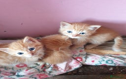 Domestic Shorthair cats for sale: beautiful kittens  - Image 3