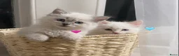 Ragdoll cats for sale: Adorable Purebred Ragdoll Kitties 🤍 - Advert 6