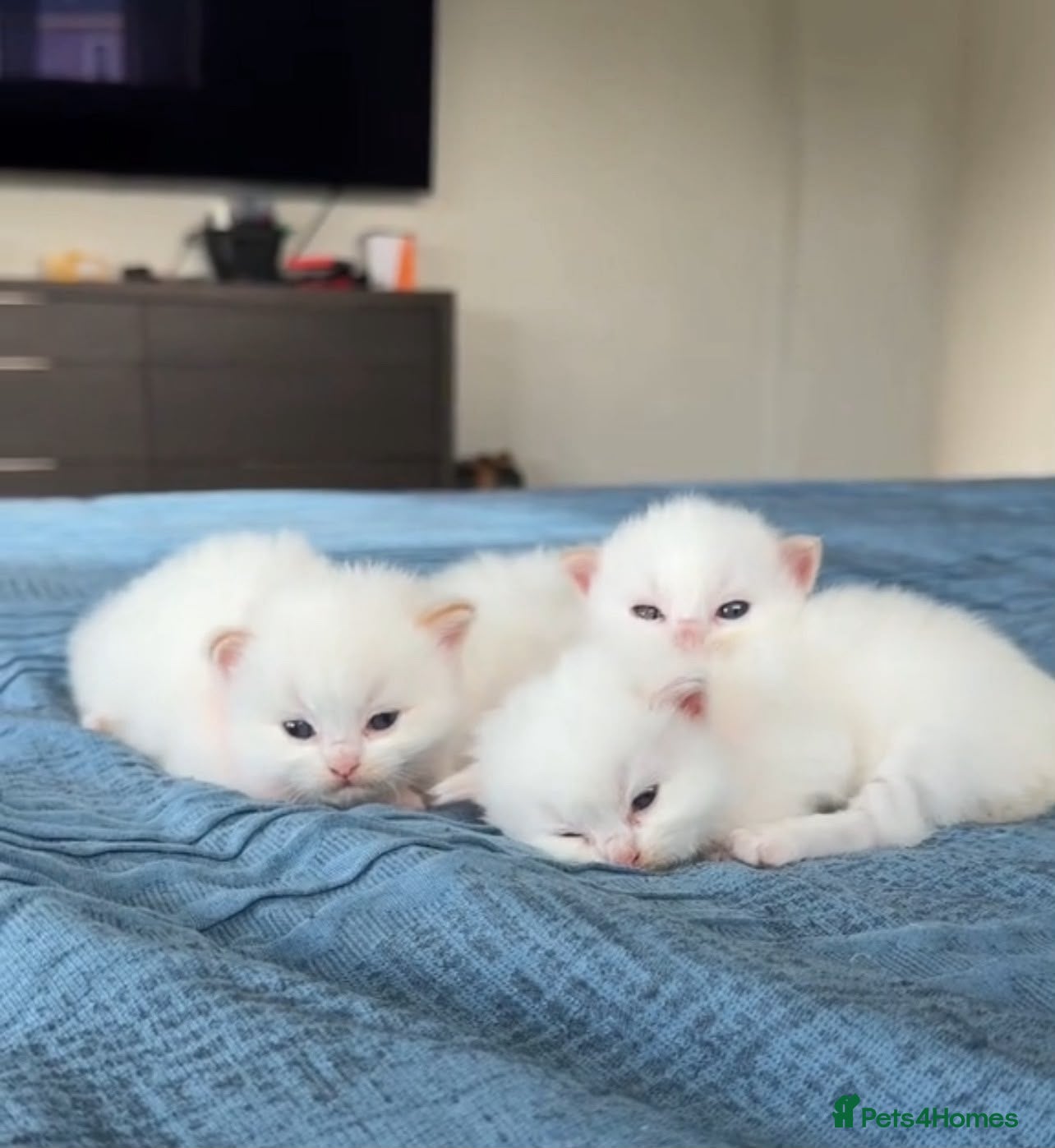 Mixed Breed cats White Ragdoll Cross Kittens For Sale - Advert 1