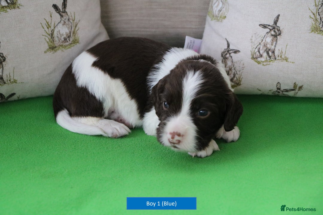 English Springer Spaniel dogs for sale: Health Tested English Springer Spaniel Puppies - Advert 10