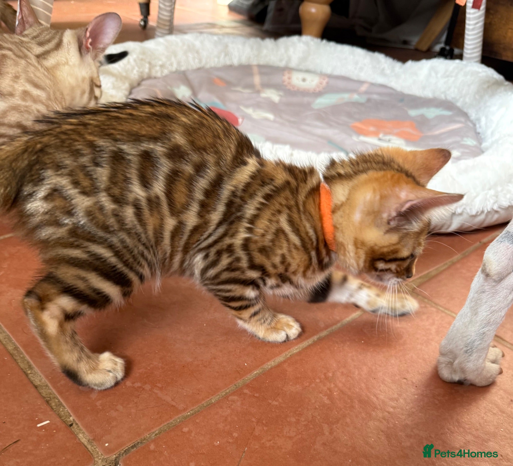 Bengal cats Ready now! 🐾 Pedigree TICA Bengal kittens 🐆  - Advert 1