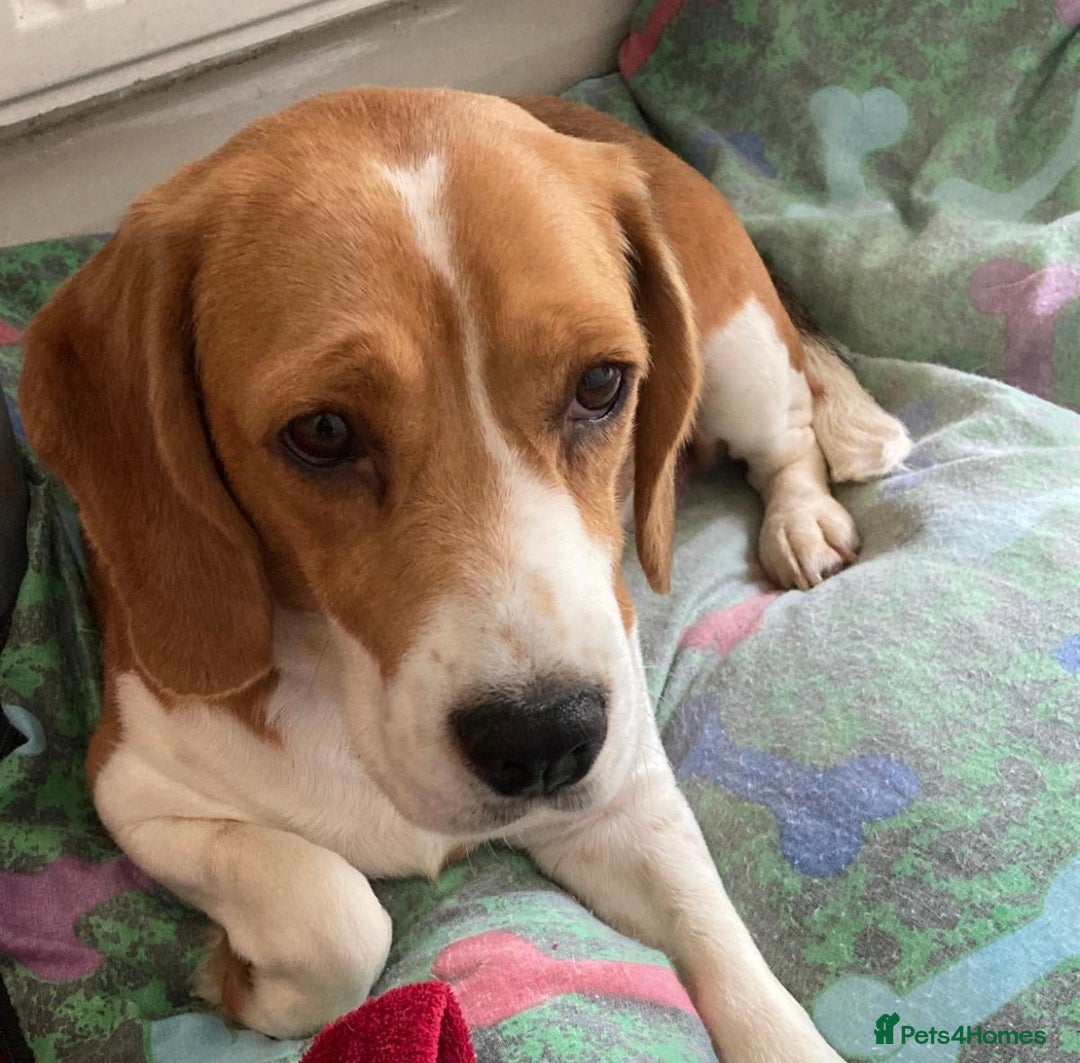 Beagle dogs for adoption: Beautiful Emma is looking for her forever home  - Image 2