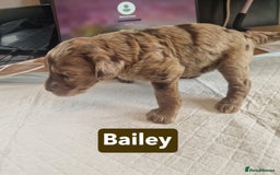 Labradoodle dogs for sale: Chocolate Merle Labradoodle+Australian Labradoodle - Image 15