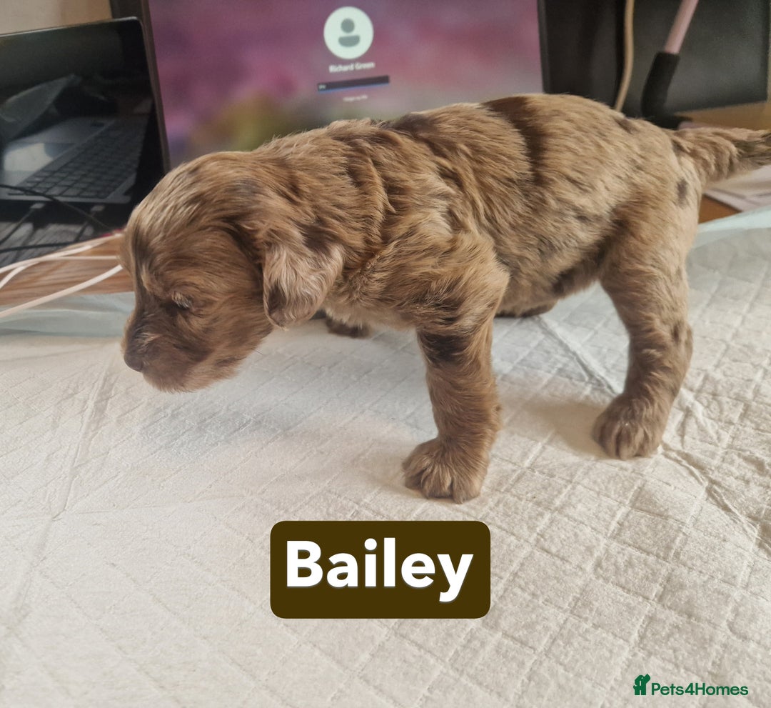 Labradoodle dogs for sale: Chocolate Merle Labradoodle+Australian Labradoodle - Image 15