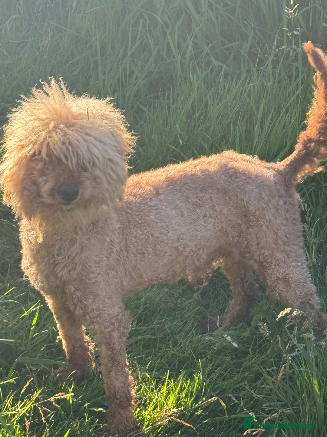 Miniature Poodle dogs for stud: Teddy boy kc registered poodle  in Carlisle - Advert 3