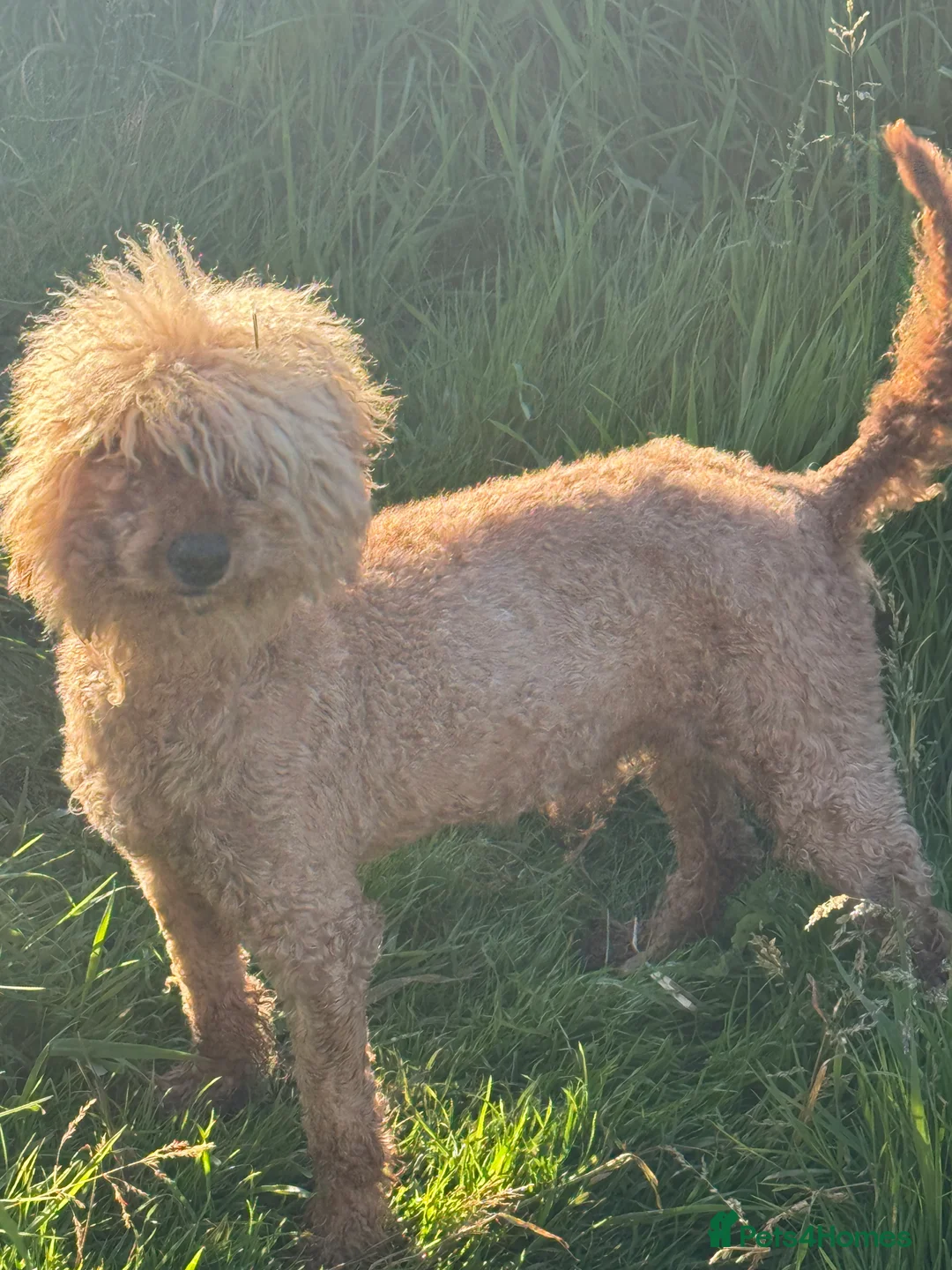 Miniature Poodle dogs for stud: Teddy boy kc registered poodle  in Carlisle - Advert 3