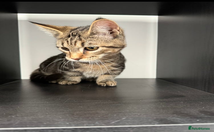 Munchkin cats for sale - Advert 3