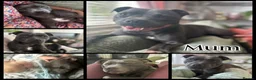 Staffordshire Bull Terrier dogs for sale: Stunning KC Registered Blue Staffs - Advert 16