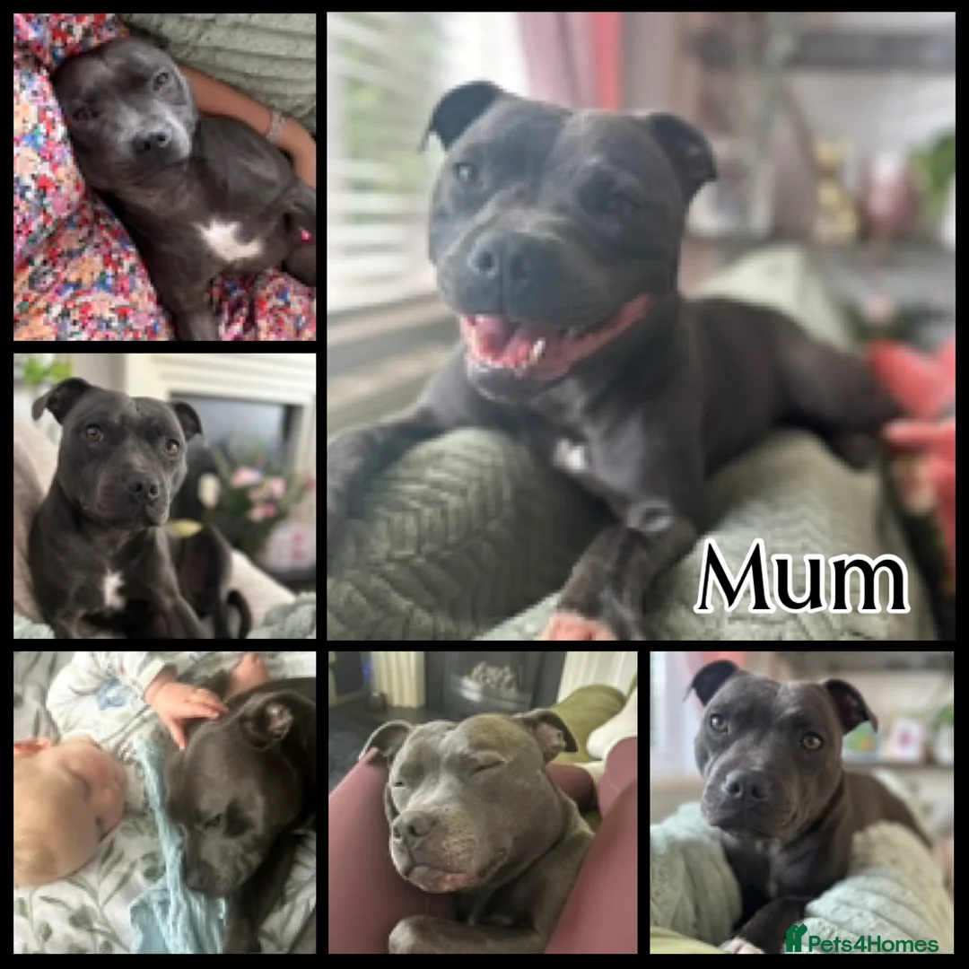 Staffordshire Bull Terrier dogs for sale: Stunning KC Registered Blue Staffs - Advert 16
