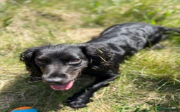 Cocker Spaniel dogs for sale: Cocker Spaniel pups for sale - Image 3