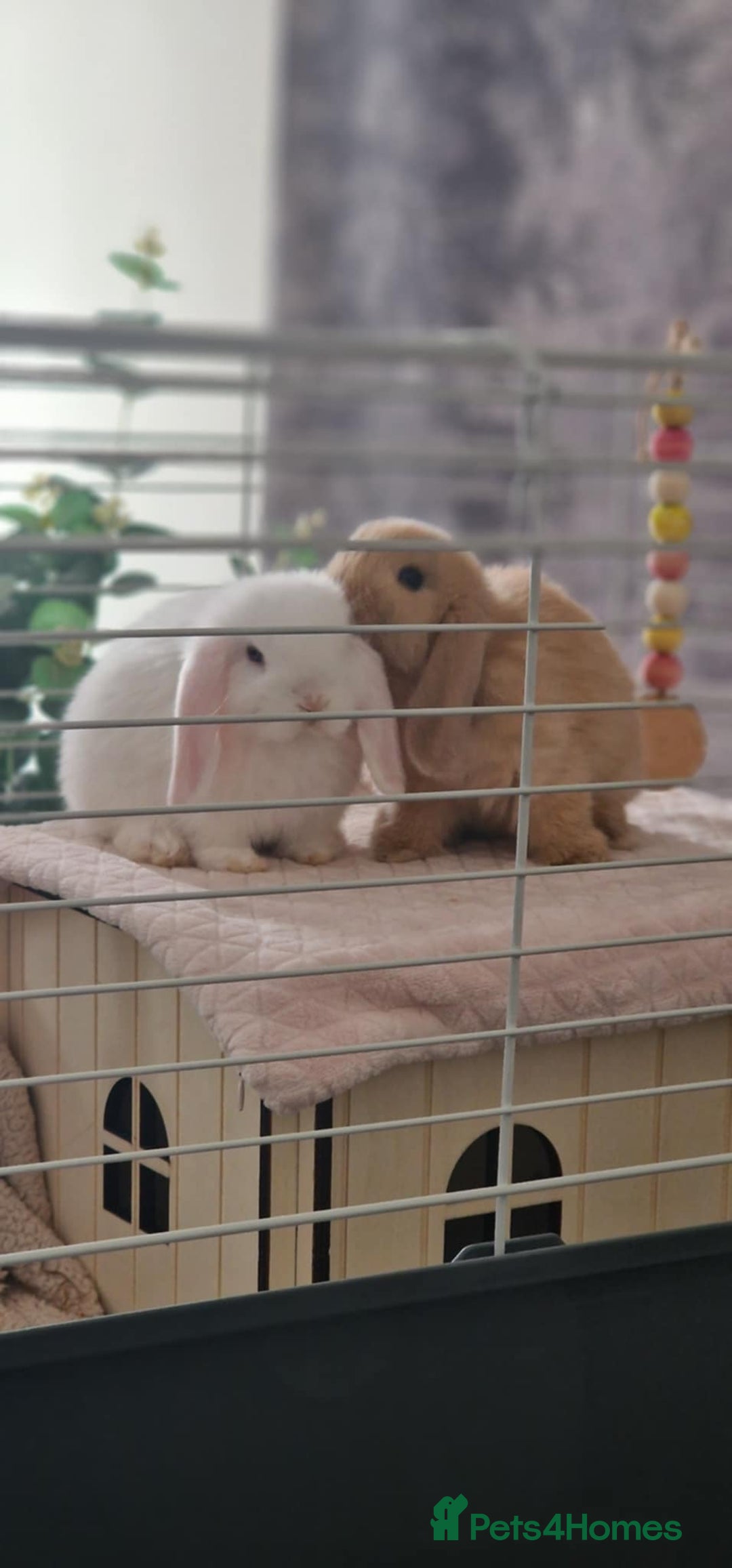 Mini Lop rabbits for sale: Two beautiful mini lops - Advert 2