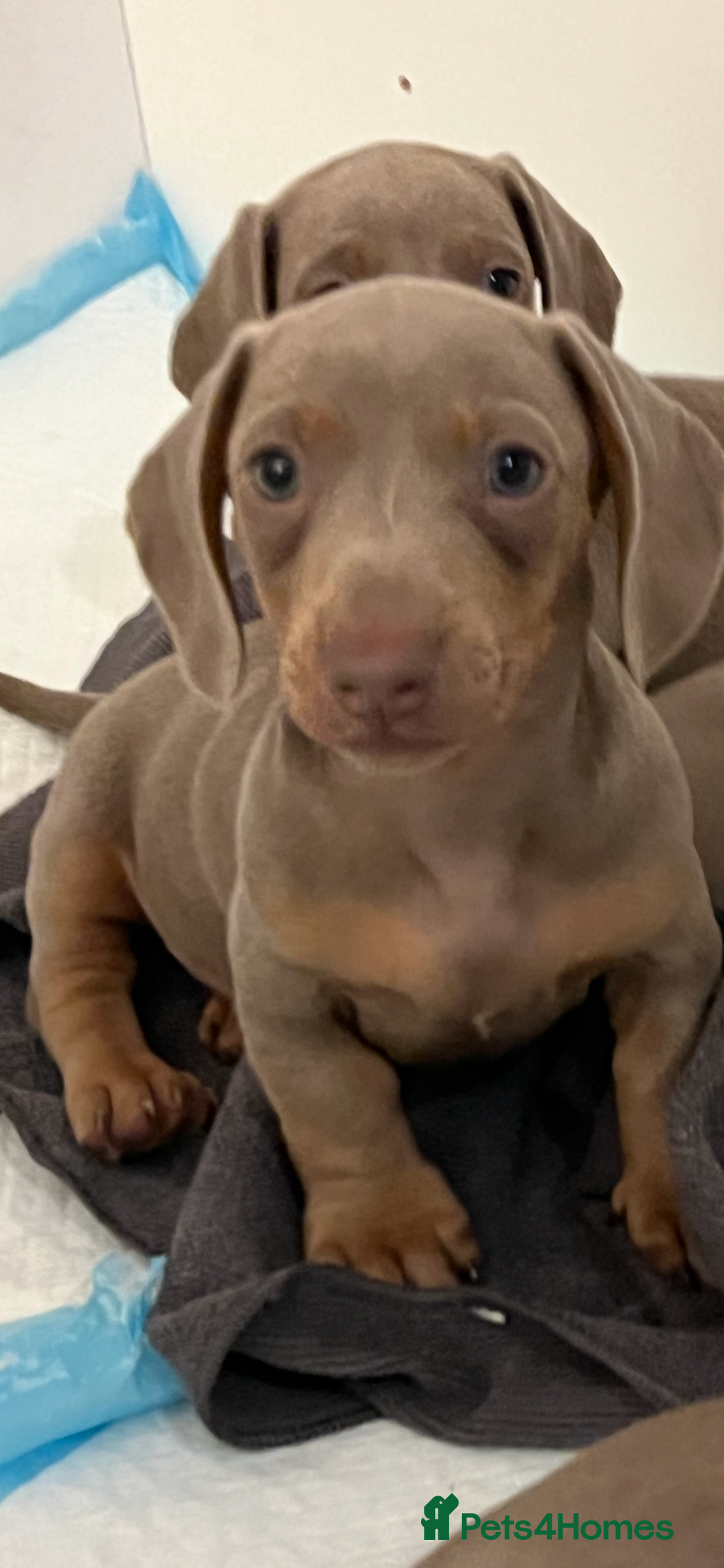 Dachshund dogs for sale: Beautiful Isabella pups exceptional quality  - Image 19