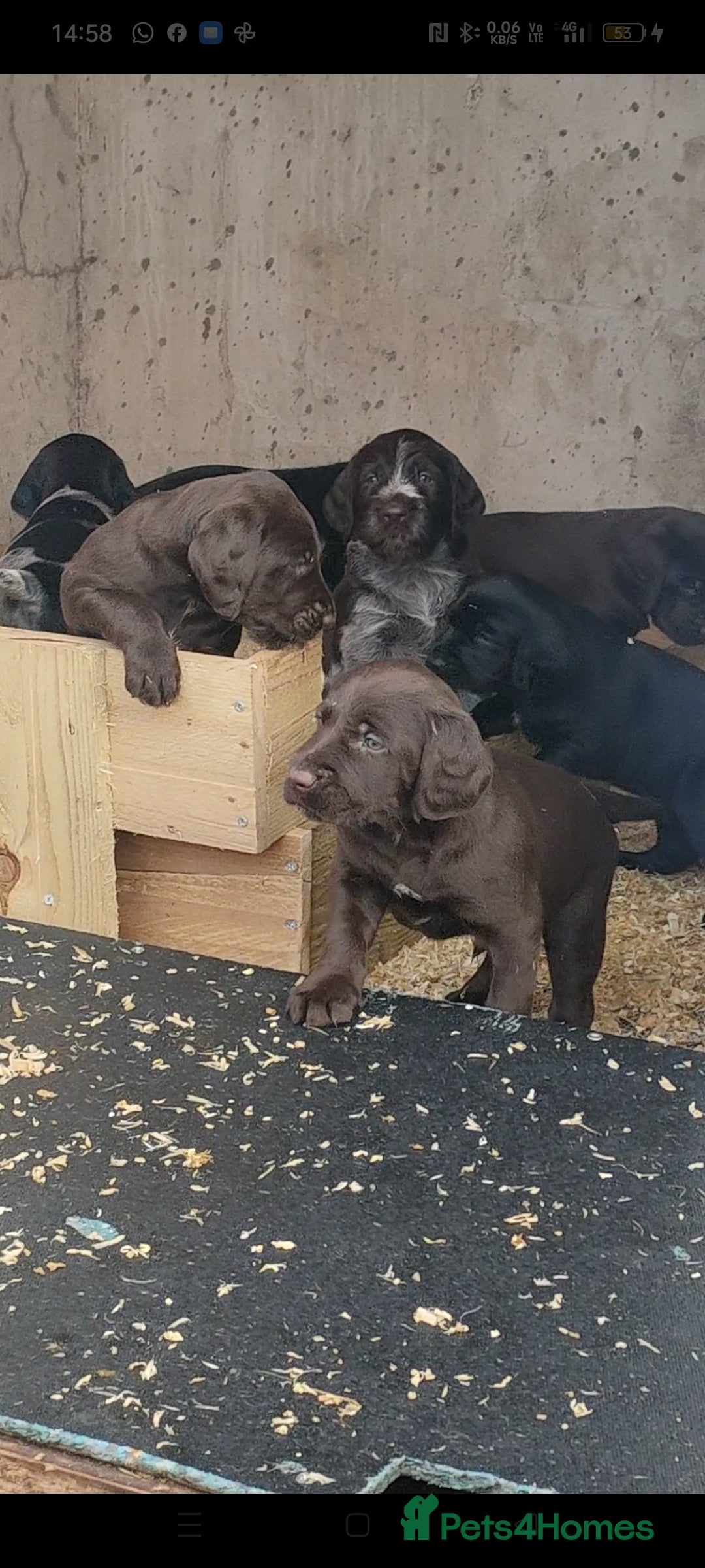 German Wirehaired Pointer dogs German pointer cross lab (backcross) - Advert 2