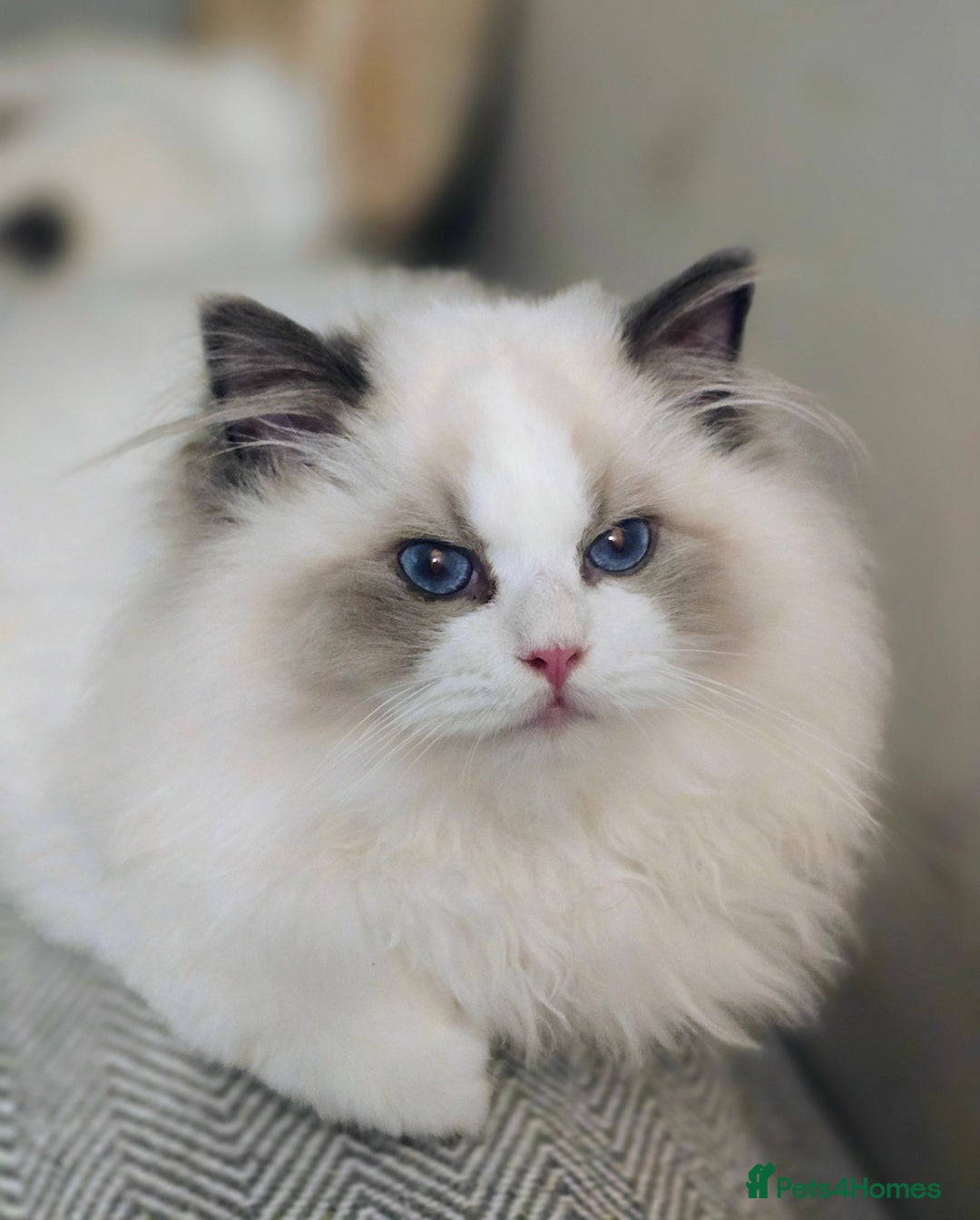 Ragdoll cats for sale: Stunning Pedigree Ragdoll Kittens ✨️Ready✨️ - Advert 3