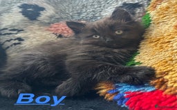 Ragdoll cats for sale: Stunning Ragdoll cross kittens - Image 5