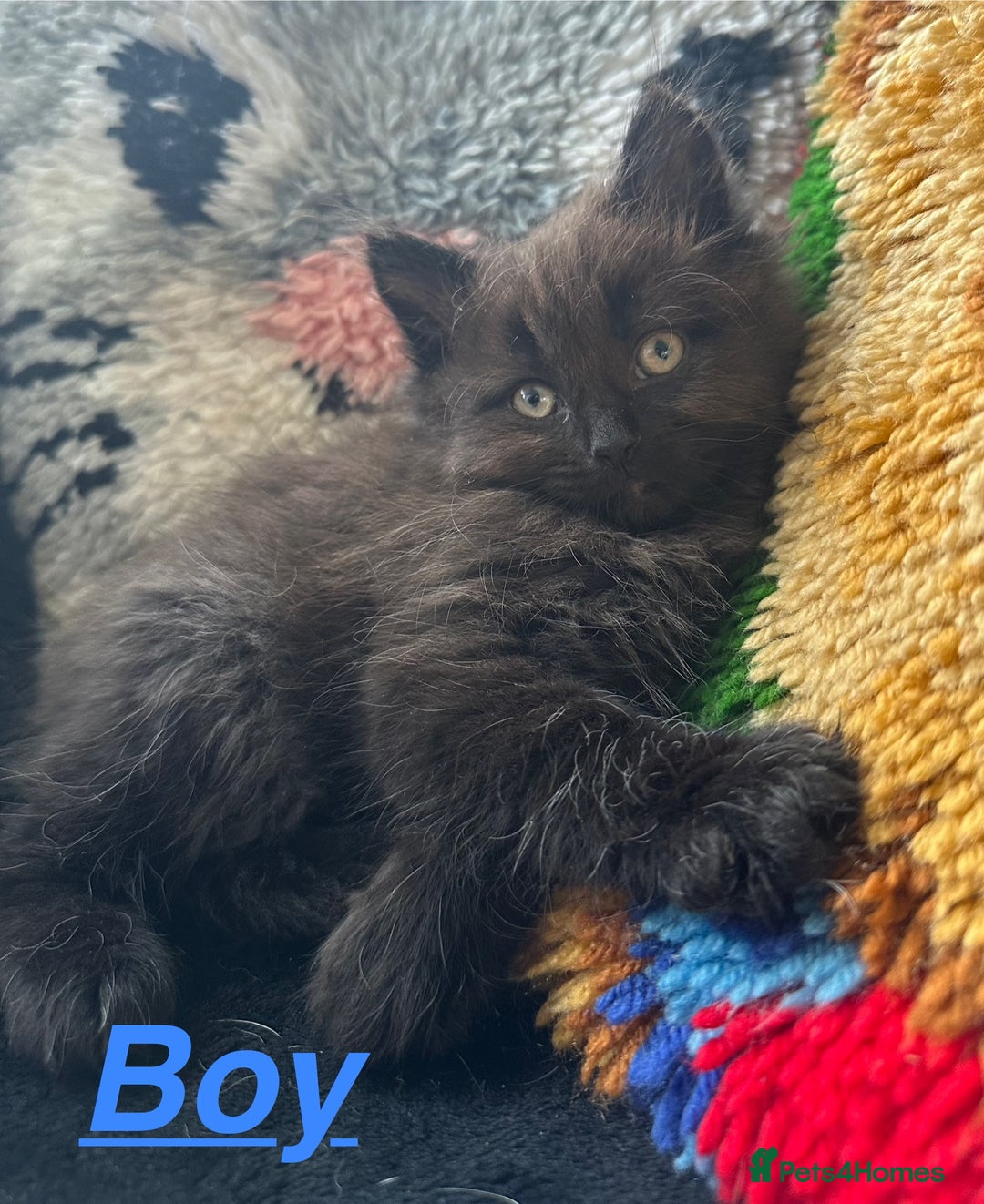 Ragdoll cats for sale: Stunning Ragdoll cross kittens - Image 5