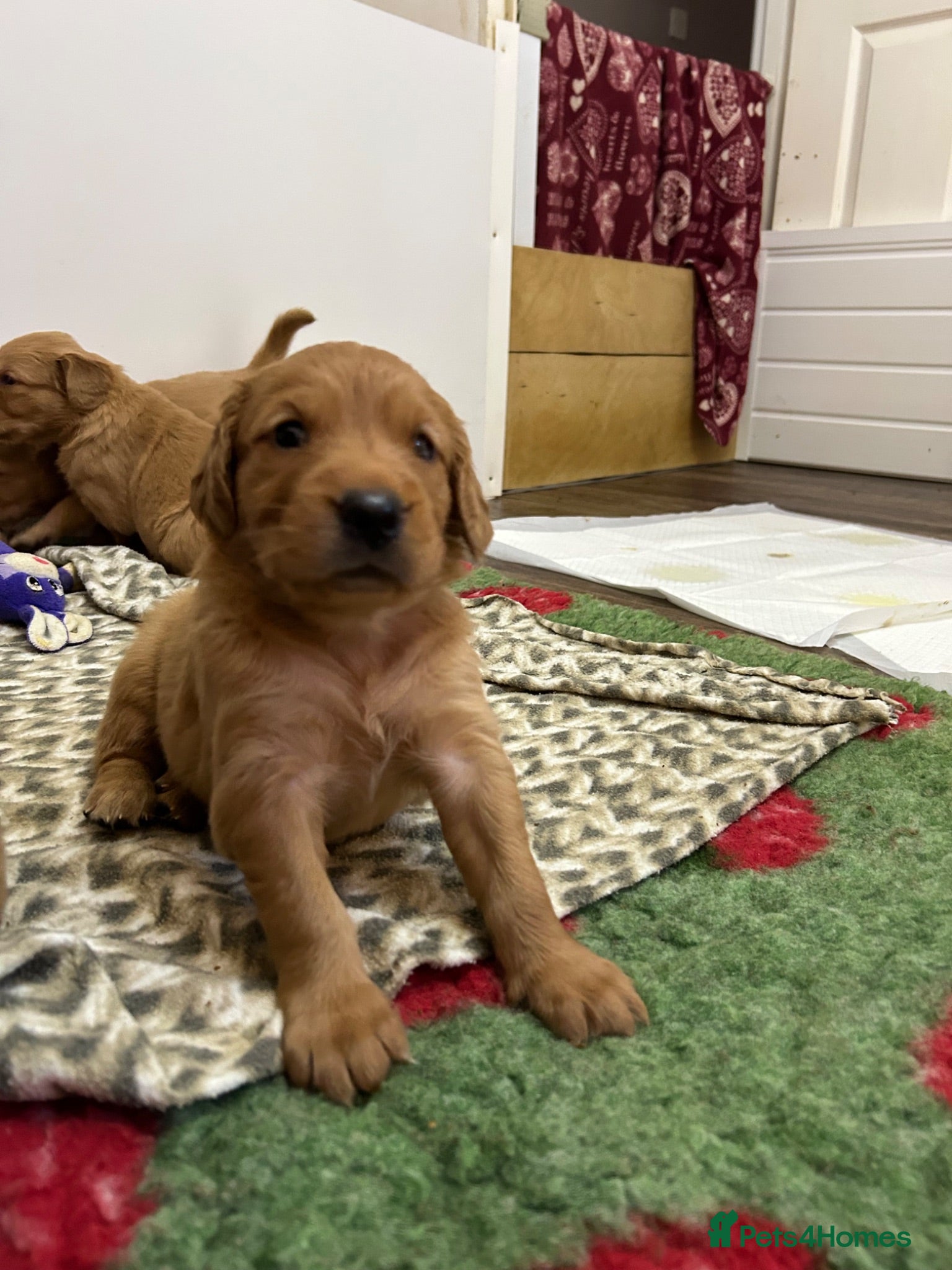 Golden Retriever dogs Beautiful litter of dark red golden retriever pups - Advert 1