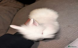 Lionhead rabbits for sale: 2 white double lion head  - Advert 7