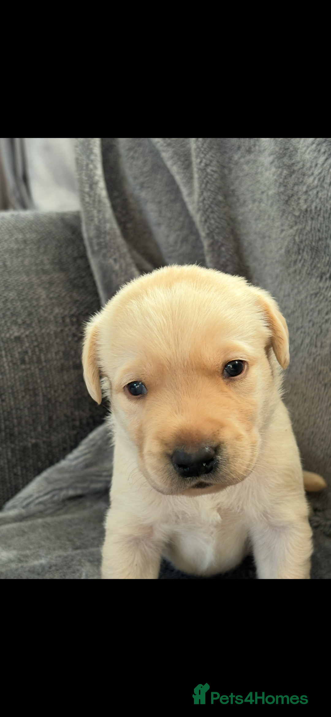 Labrador Retriever dogs for sale: Stunning litter of Labrador puppies - Advert 12