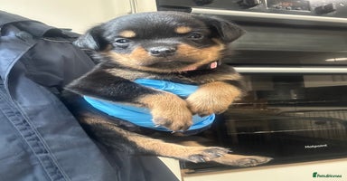 Rottweiler dogs - Advert 2