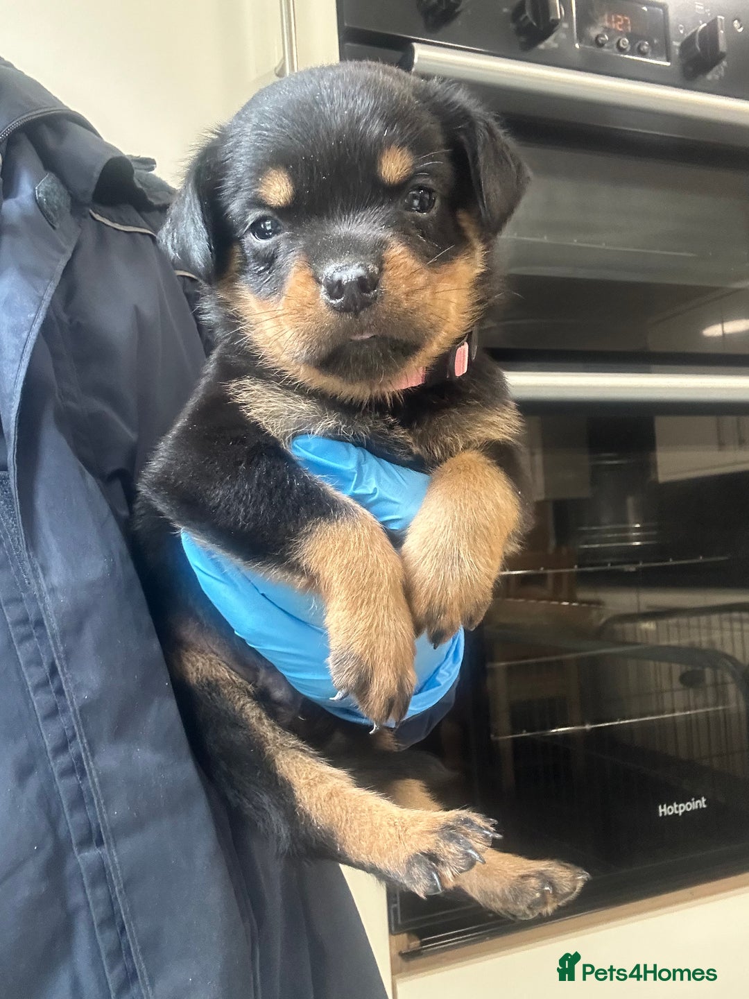 Rottweiler dogs for sale: Kc Registered Rottwiler Puppies  - Image 5