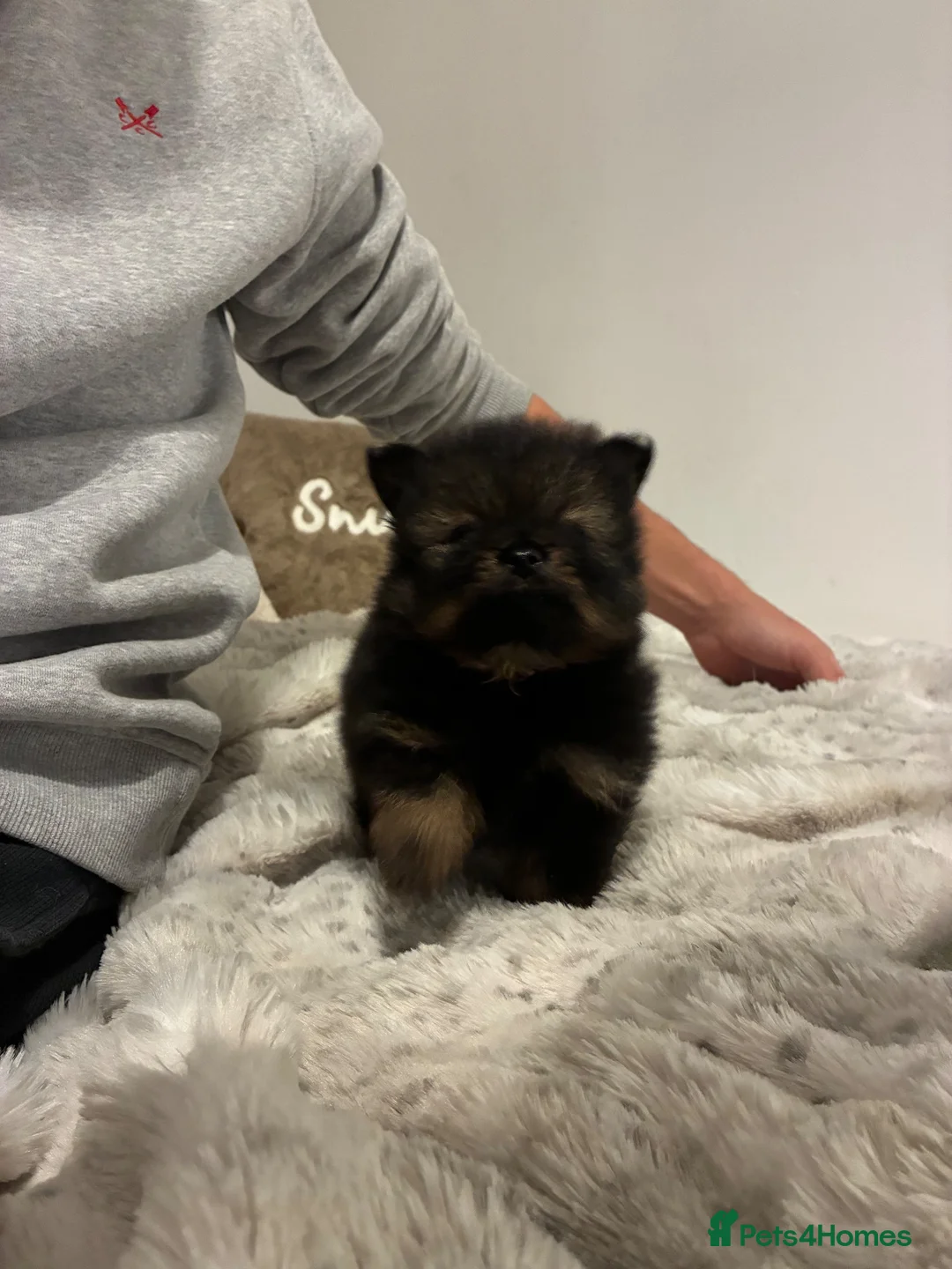 Pomeranian dogs for sale: TeddyBear Pomeranian puppies - Advert 21