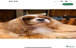 Cavalier King Charles Spaniel dogs for sale: Exquisite Cavalier King Charles puppies KC reg - Image 8