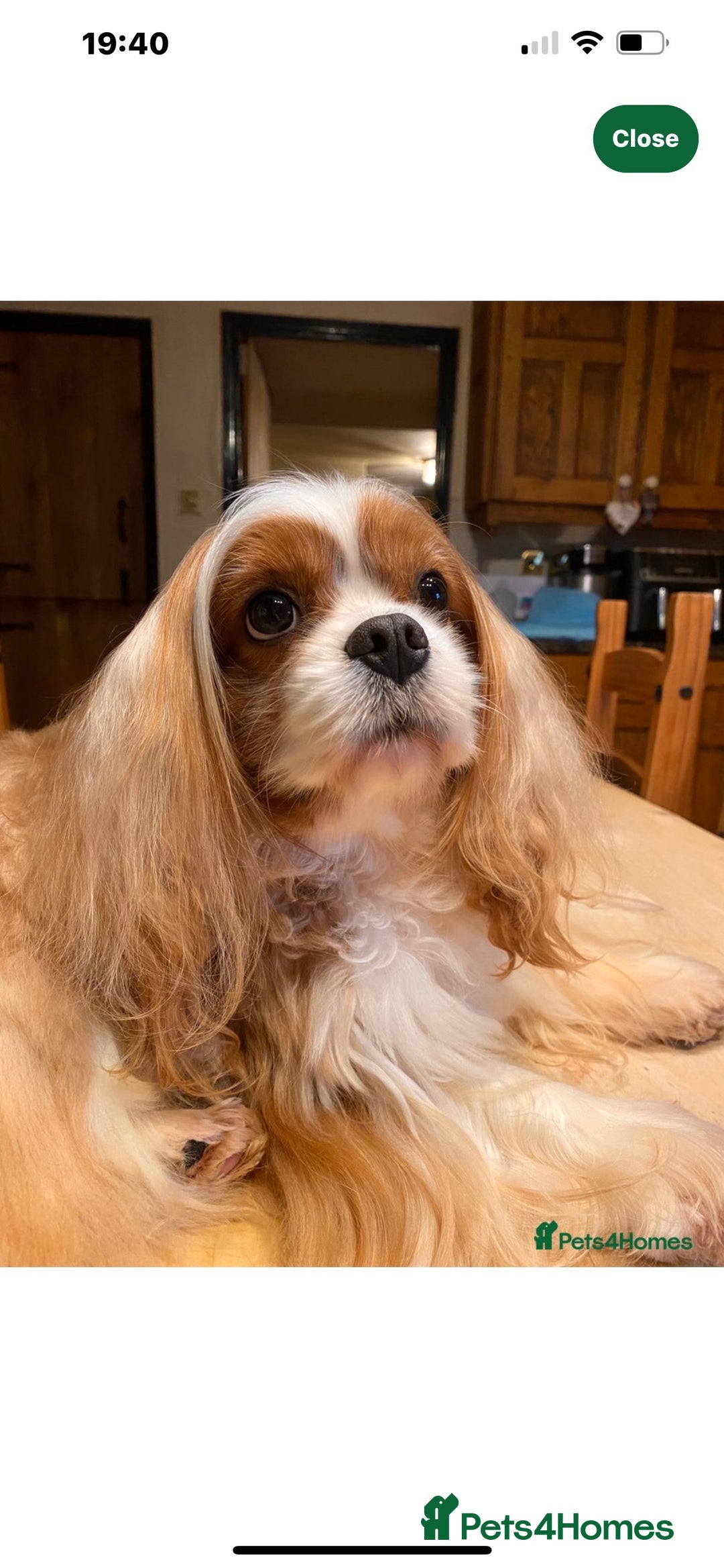Cavalier King Charles Spaniel dogs for sale: Exquisite Cavalier King Charles puppies KC reg - Image 8
