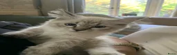 Siberian cats for sale: Pure Siberian Kitten- Microchipped, Vaccinated - Advert 5