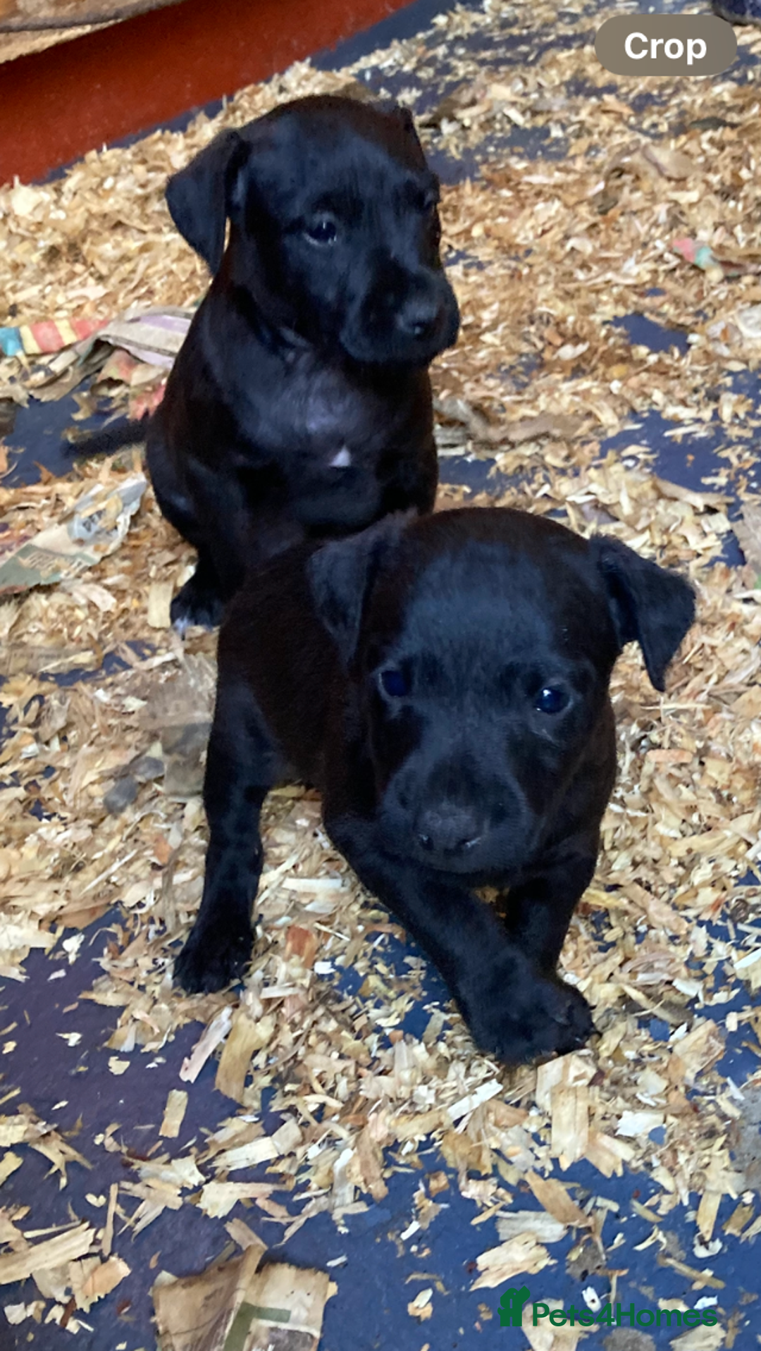 Patterdale Terrier dogs for sale: Working bred pups for sale  - Advert 12