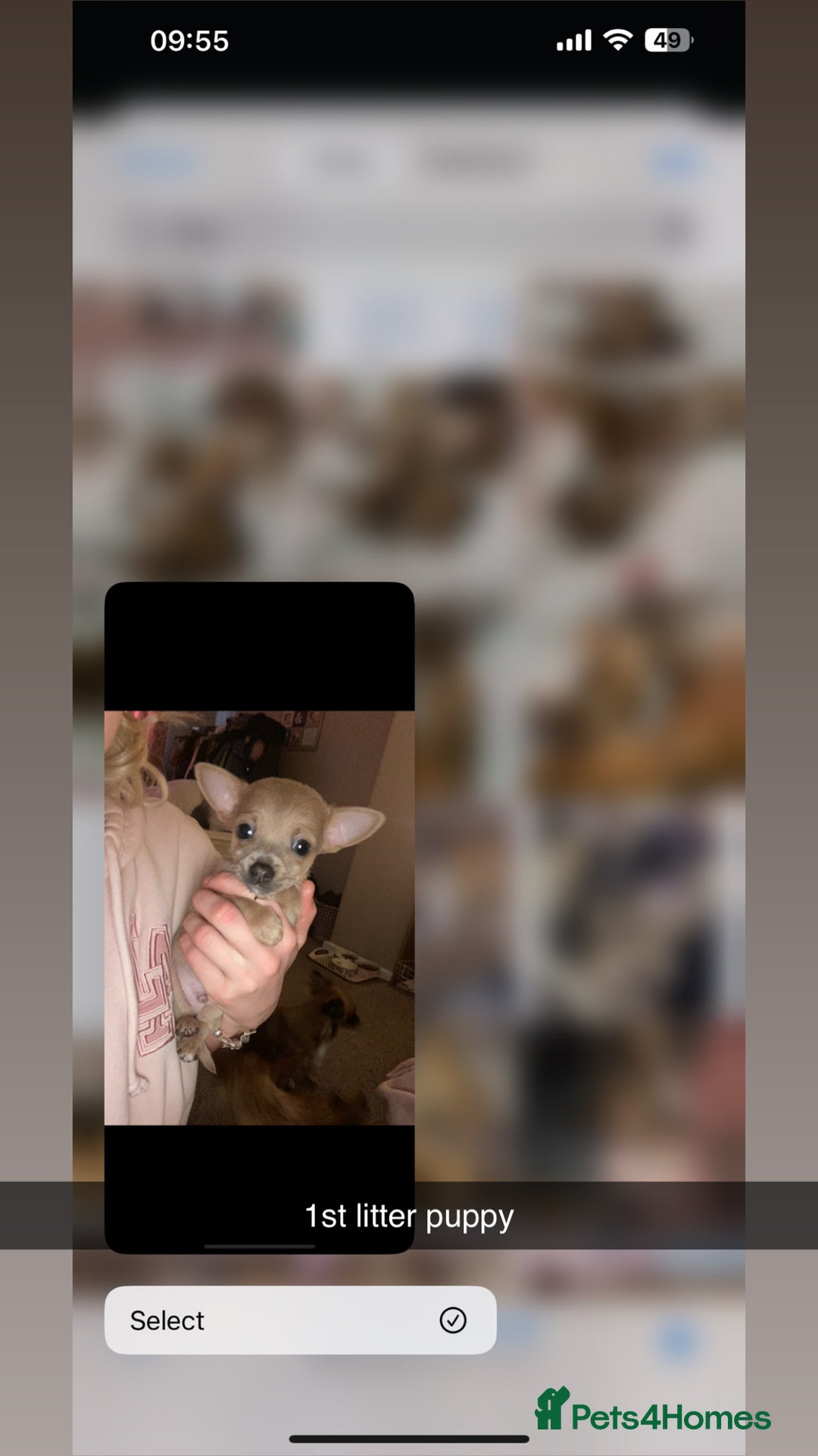 Mixed Breed dogs for sale: Three Pomeranian Chihuahua  - Image 10