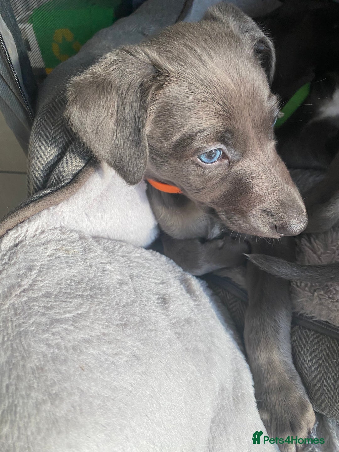Mixed Breed dogs for sale: Bedlington whippet  - Advert 5