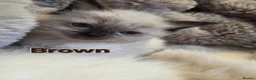 Ragdoll cats for sale: 🏆GCCF REG. EXTENSIVELY TESTED RAGDOLL KITTENS🌟 - Advert 9