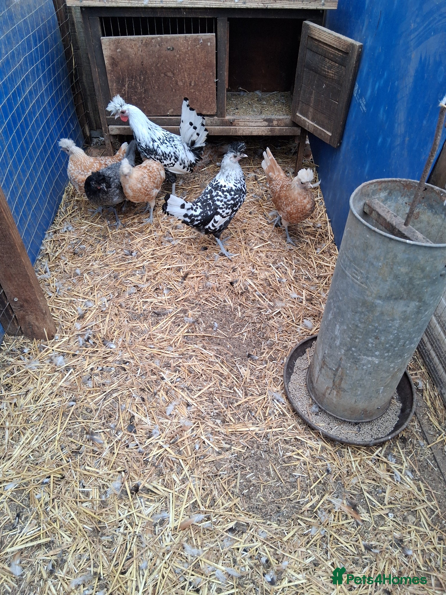 Chickens poultry Appenzella in a mix of colours  - Advert 1