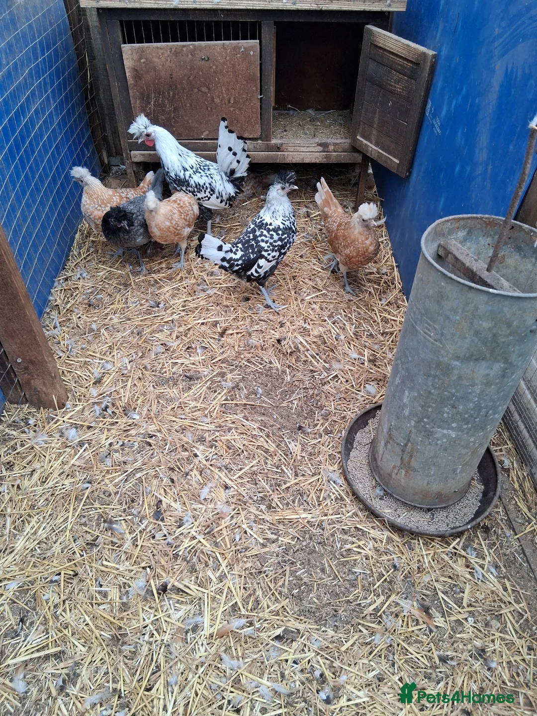 Chickens poultry for sale: Appenzella in a mix of colours  - Advert 1