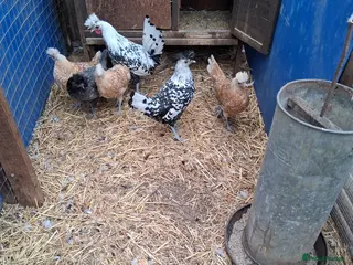 Chickens poultry for sale: Appenzella in a mix of colours - Advert 1