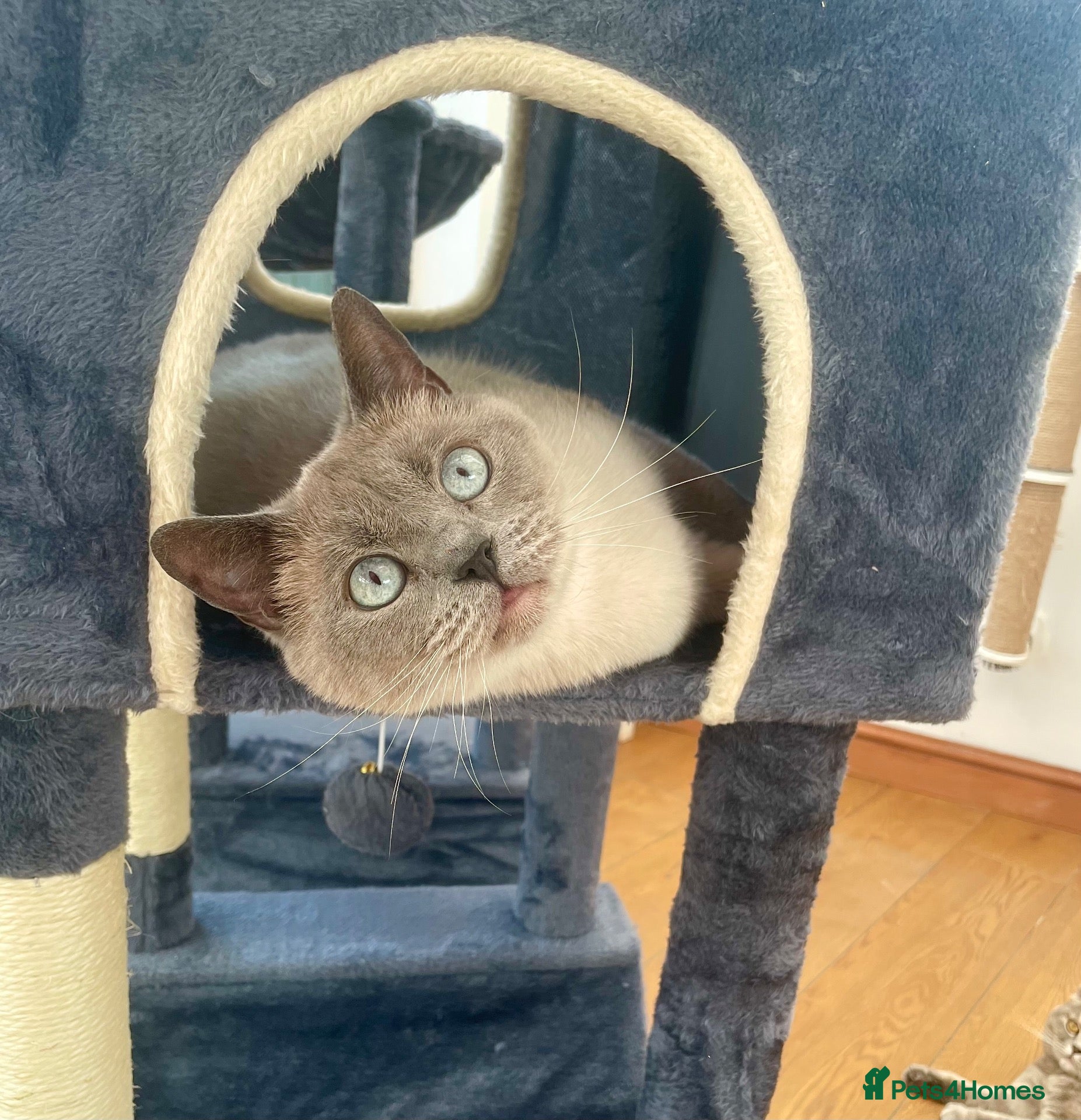 British Shorthair cats British shorthair female for sale  - Advert 1