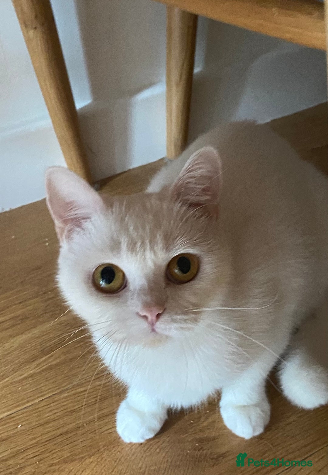 British Shorthair cats for sale: British shorthair females  - Advert 7