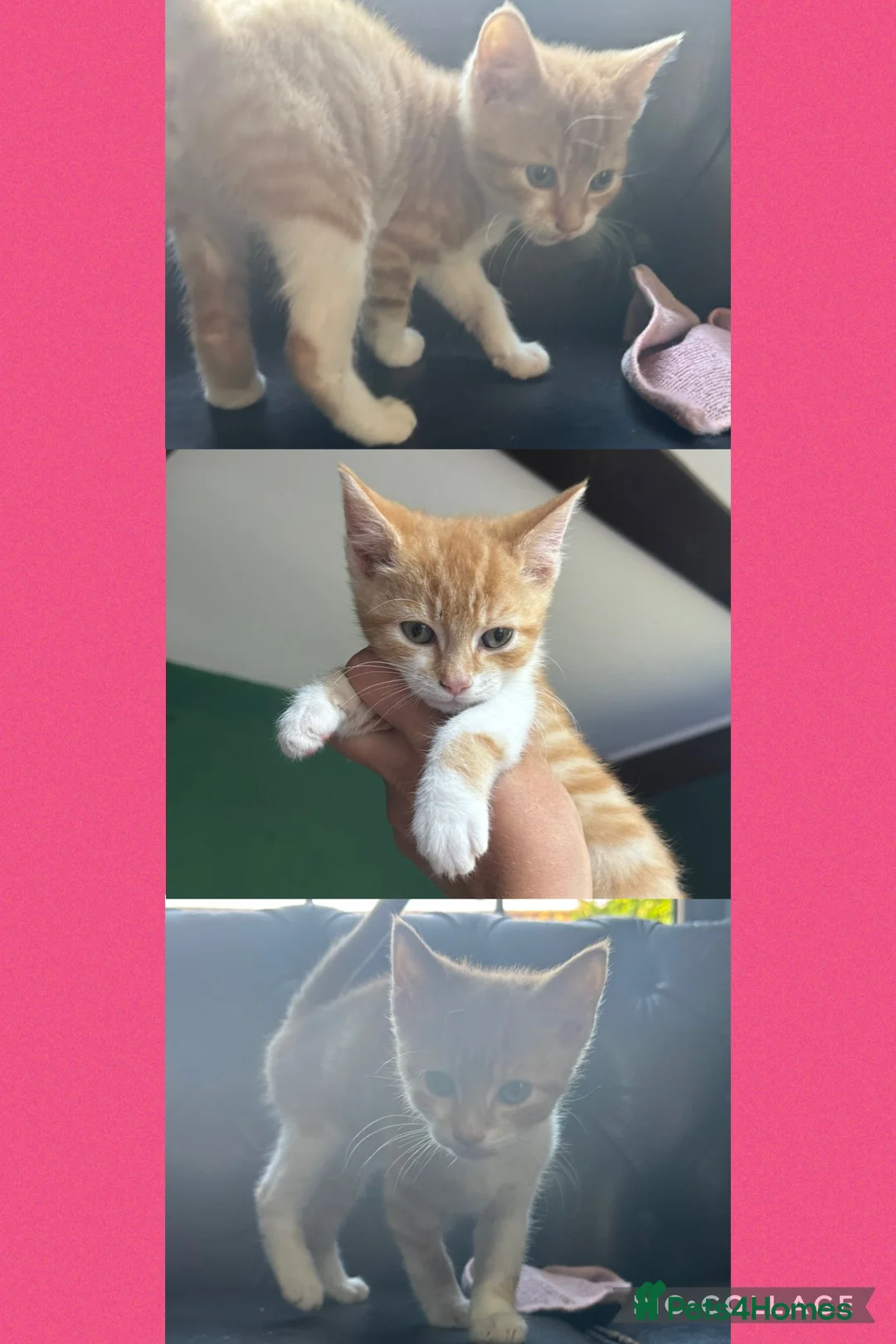 Mixed Breed cats for sale: 1/4 Bengal ready now  - Advert 2