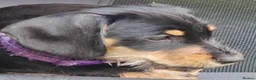 Mixed Breed dogs for sale: Daschund X Schnauzer puppies  - Advert 6
